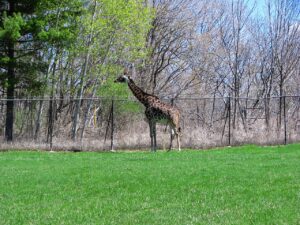 Masai giraffe in open enclosure at Calgary Zoo