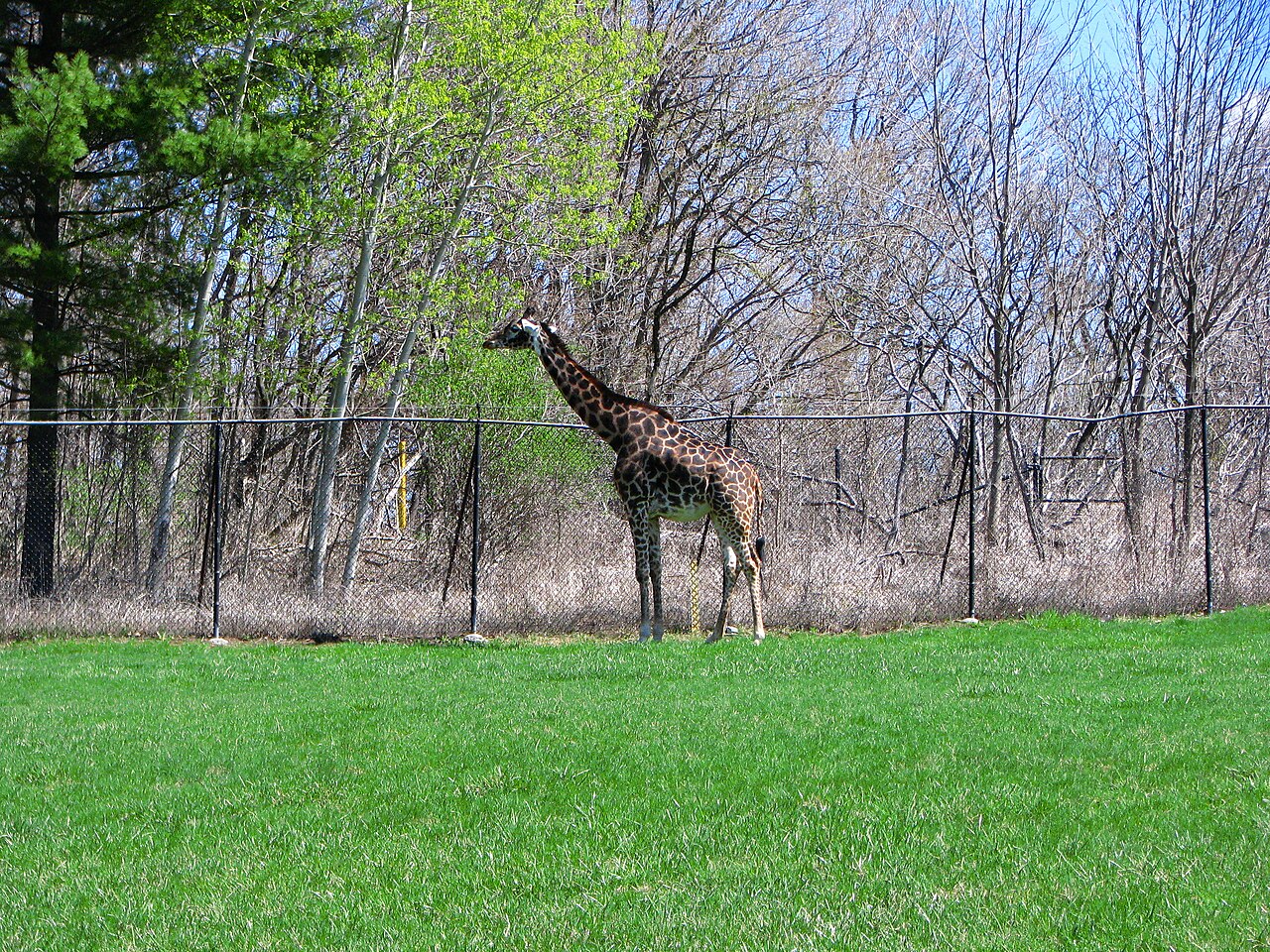 Masai giraffe in open enclosure at Calgary Zoo